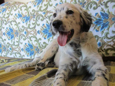 Βρέθηκε θηλυκό αγγλικό σέτερ στην Αγ. Παρασκευή